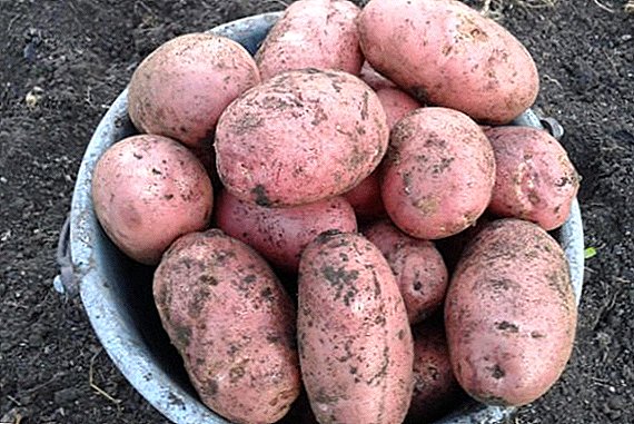 Krompir "Zhuravinka": opis, posebno kultivacija