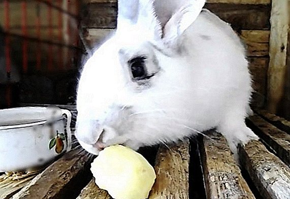 Potato rabbits: o a mea aoga ma le afaina, pe faapefea ona avatu