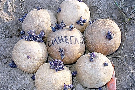 Patatas "Sineglazka": mga kinaiya, cultivation agrotechnology
