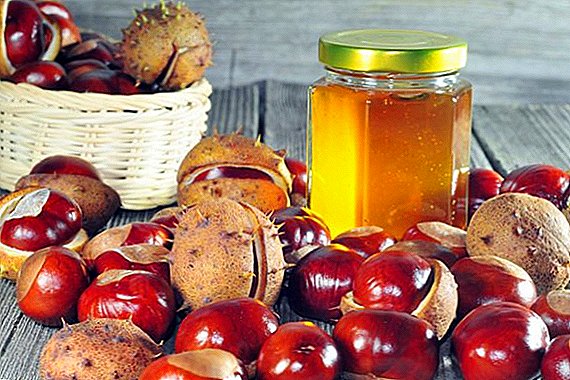 Chestnut madu: apa sing migunani, komposisi kimia lan kontraindikasi