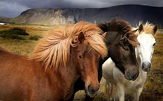 اسب نژاد قزاق
