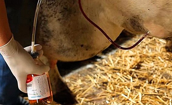 Кетоза кај кравите: што е тоа и како да се лекува