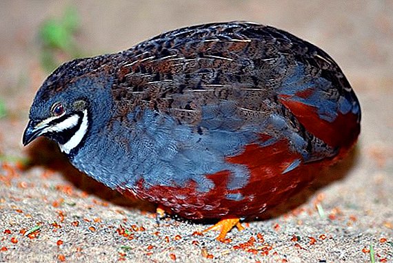 Chinese na-ese quail: atụmatụ nke ịzụlite n'ụlọ