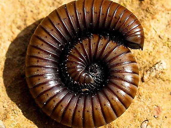 Millipede: Centipede каршы натыйжалуу күрөшүү