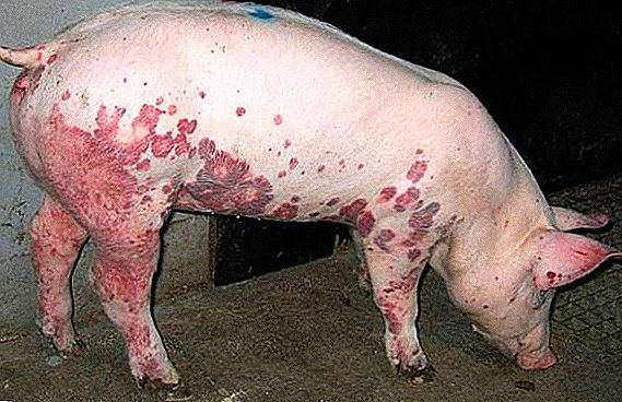 Muriang babi babi: gejala, paksinasi