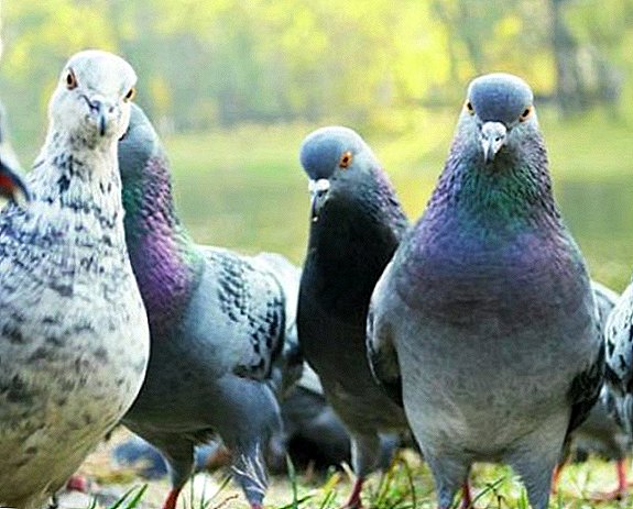 Klasifikacija golubova po rasi
