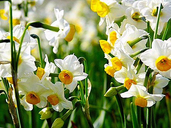 Dosbarthiad Daffodil: sut i ddewis planhigyn ar gyfer eich gwely blodau