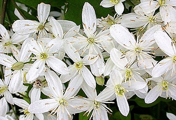 Манжуурын clematis (clematis, lozinka): гэртээ авирах ургамал тариалах
