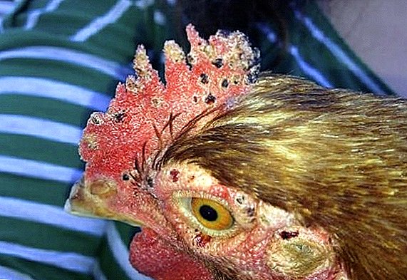 Ácaros en galiñas: signos, medidas de control e prevención