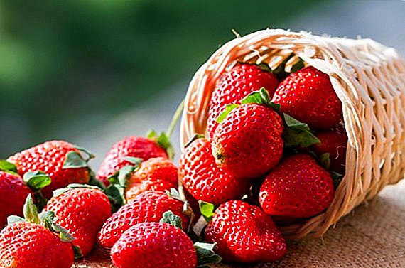 Ang pinya nga strawberry: ang mga sekreto sa pagkuha sa usa ka dako nga ani sa mga dagko nga berry