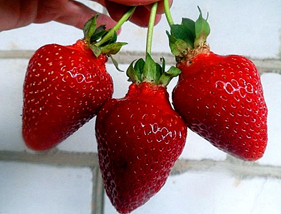 Strawberry "Asia": deskripsi macem-macem, agroteknologi budidaya