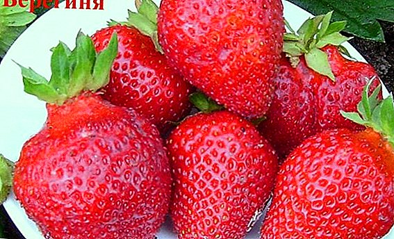 Strawberry "Bereginya": karakteristik varyete ak diferans, agroteknoloji kiltivasyon