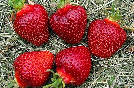 Strawberry Black Prince: kufotokoza, zizindikiro zokula