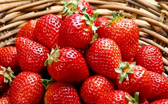 Ama-Strawberries Ukufaneleka nokunakekelwa okufanelekile