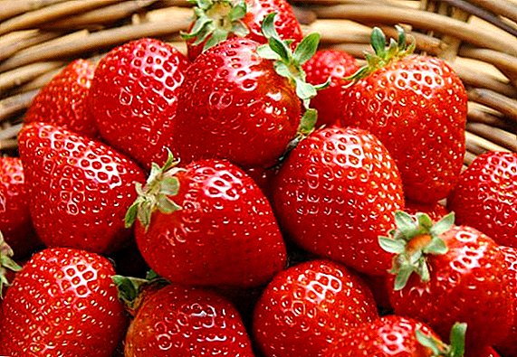 Strawberry Sorten "Kimberly": Charakteristiken, Regelen a Planzung an Pfleeg