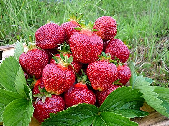 ពូជ Strawberry "Vicoda"