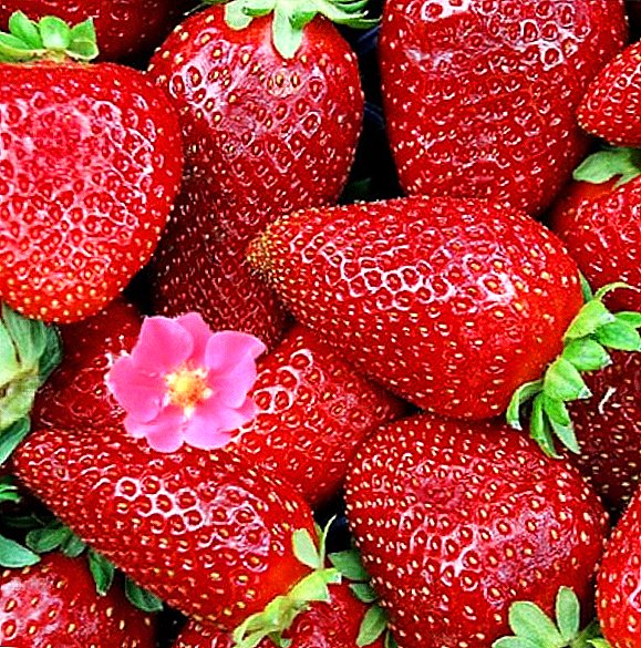 Strawberry "Tristan": dabeecadaha, beerashada agrotechnology