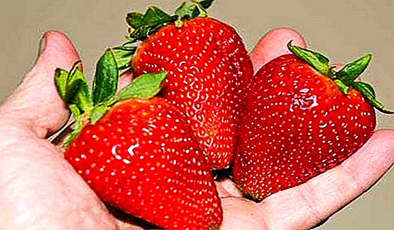 स्ट्रबेरी (स्ट्राबेरी) "अल्ब": विविधता र यसको विशेषताहरूको विवरण