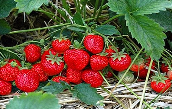 Strawberry "Zenga Zengan": nkọwa na ịkụ