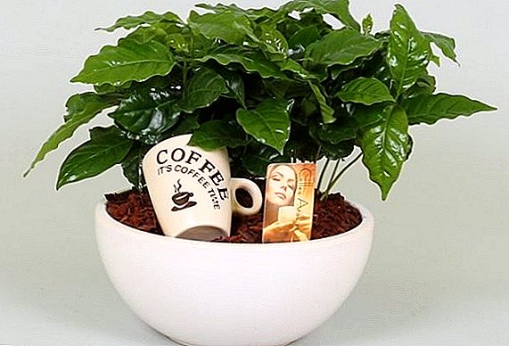 Koffieboom: tuisversorging