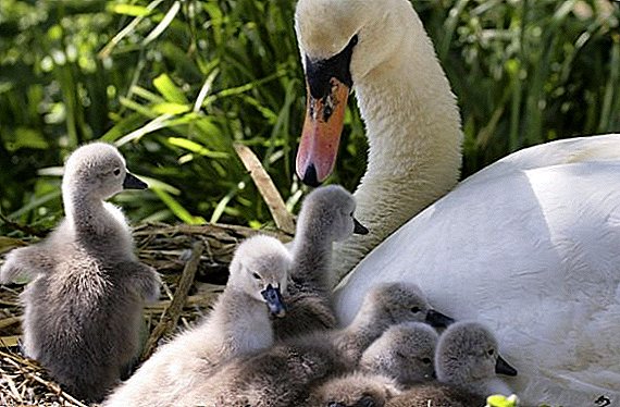 Kada i kako labudovi izvlače svoje piliće: posebnosti držanja malih labudova