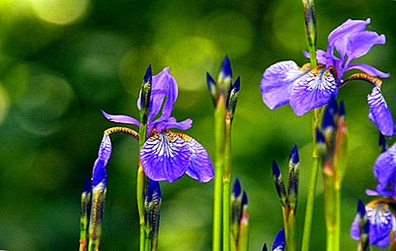 Күзүндө Irises качан жана кантип жылдыра