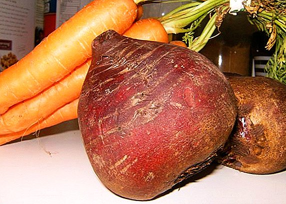 Wann Dir Rumm a Karotten aus dem Gaart auswielen, besonnesch d'Sammelen an d'Lagerung vun der Ernte