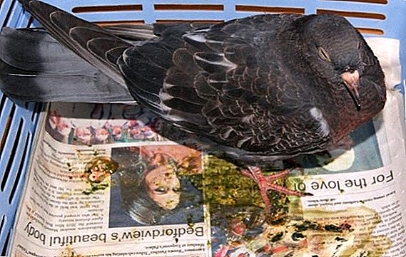 کوکسییدوز کبوتر: چه باید بکنید، چگونه برای درمان