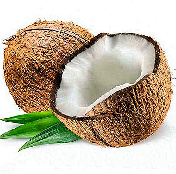 Kokoso: kiom da kalorioj, kio utilas, kiel elekti kaj malfermi, kun tio, kio estas kombinita