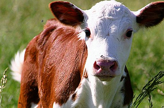 Colibacteriosis sahiji anak sapi: vaksin, parantosan, perbaikan imah