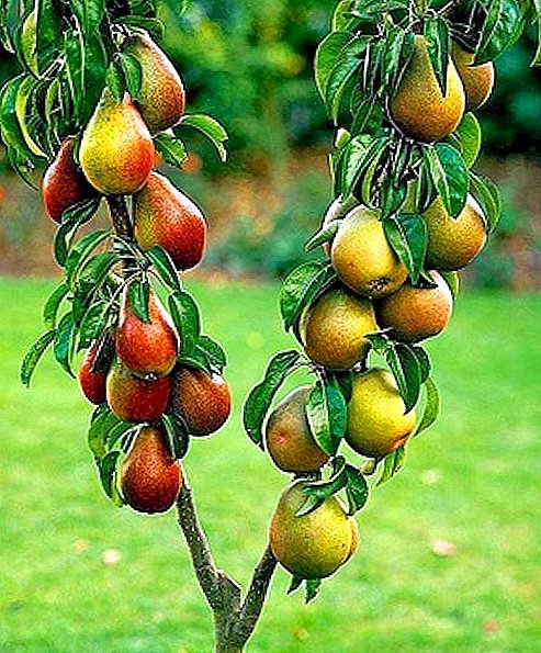 Koloni formako fruta-arbolak: landatzea eta zaintzeko arauak