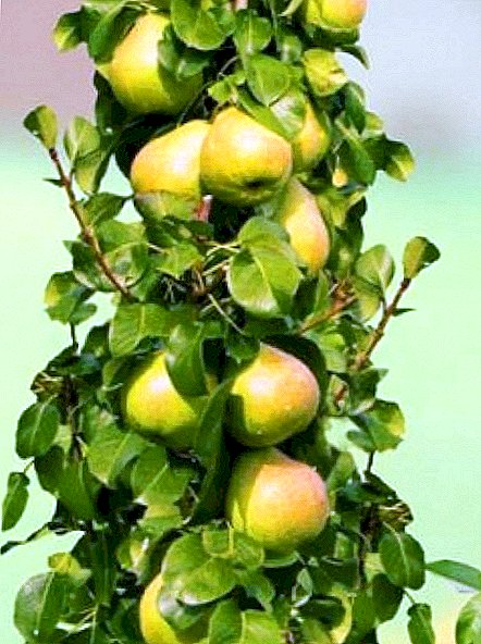Pyra columnaria, varietates, et conscensis cura tips