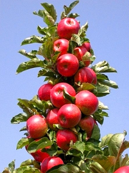 Columnar ပန်းသီး