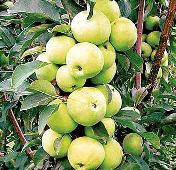 Kolonovidnye سیب: پودے لگانا، دیکھ بھال، پرنٹ