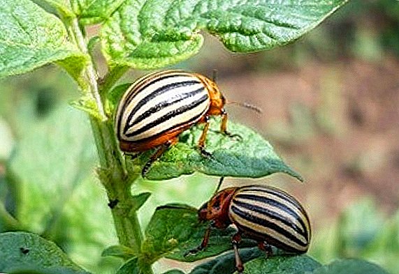 Colorado litapole beetle: tlhaloso ea disenyi e se nang mohau ea litapole eseng feela