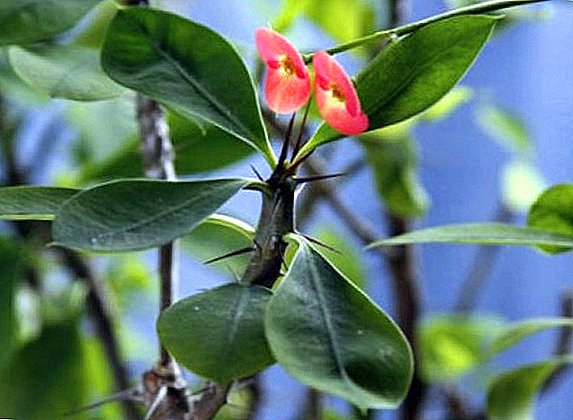 Chumba Euphorbia Mile: jinsi ya kutunza mmea nyumbani