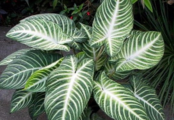 Houseplant Xanthosome: Care Care Home