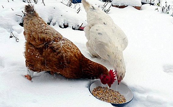 Ushqyer pula në dimër për prodhimin e vezëve