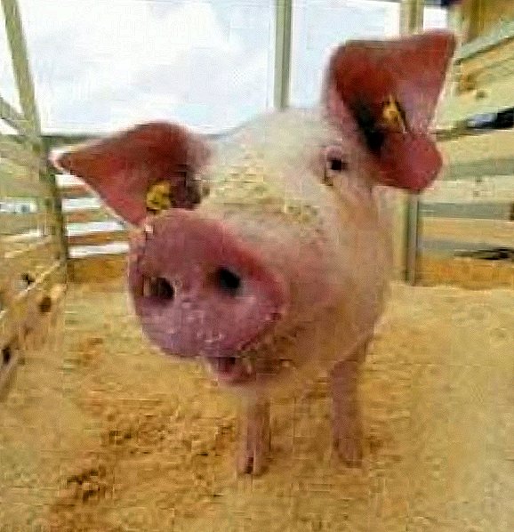 Feeding babi: kita nggawe diet paling apik lan milih teknologi sing bener.
