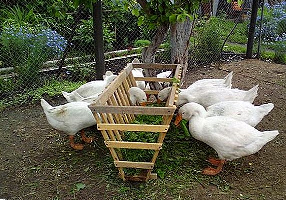 Goose feeders yi shi da kanka
