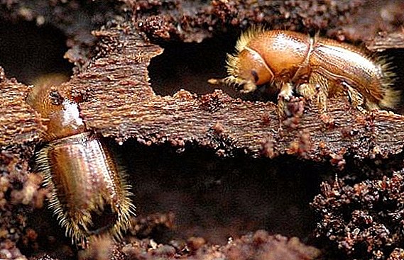 Bark kumbang: apa sing katon, apa mbebayani, carane njaluk nyisihaken