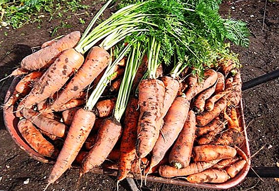 Кралица на есен: карактеристики на морков сорта