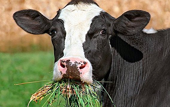 ძროხა ცუდად ჭამს: რატომ, რა უნდა გააკეთოს