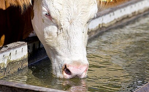 ძროხის სასმელი წყალი: რამდენად უნდა მისცეს, რატომ არ სვამს და არ სვამს პატარა