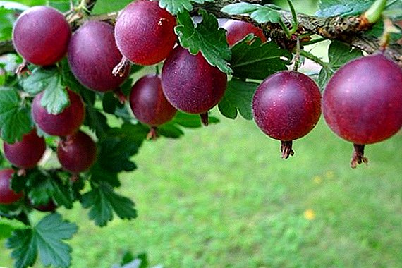 Gooseberry "Phenic": Charakteristike, Kultivatiounsanimetechnik