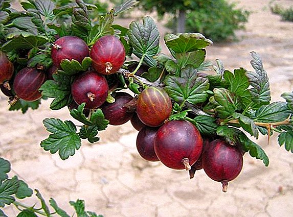 Gooseberry "Panglima": pedaran macem, tatangkalan anu pasipan sareng fitur gebut