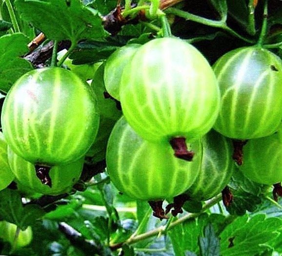 Gaasseberry Malachite: Charakteristiken, Pros a Cons, Tips um Wuesstem