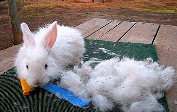 Зајачка волна: кои се незнајните раси, како да се вртат дома