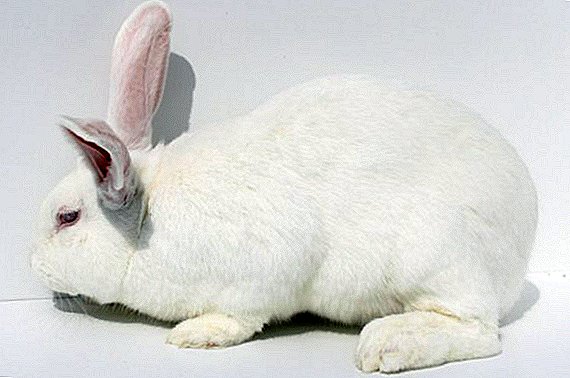 Jikol rabbit: ລັກສະນະການລ້ຽງຢູ່ເຮືອນ
