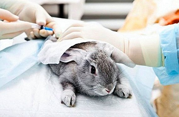 خرگوش به عنوان یک حیوان آزمایشگاهی